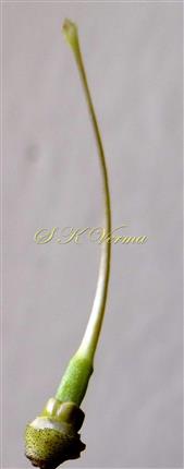  Pistil